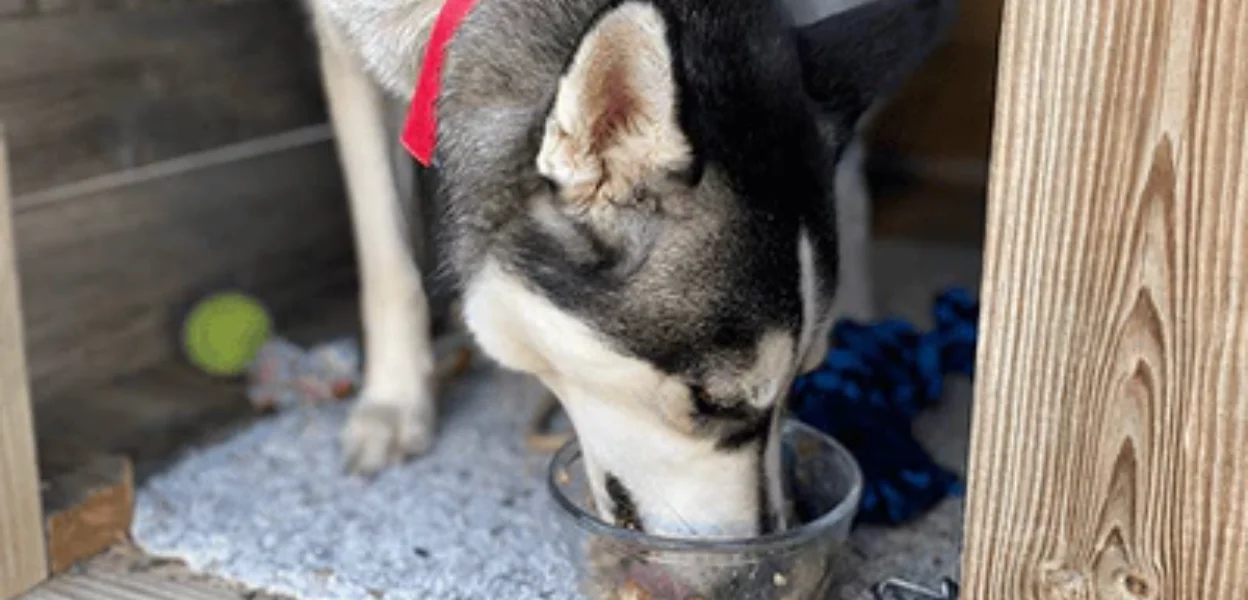 Human Grade Dog Food Packages