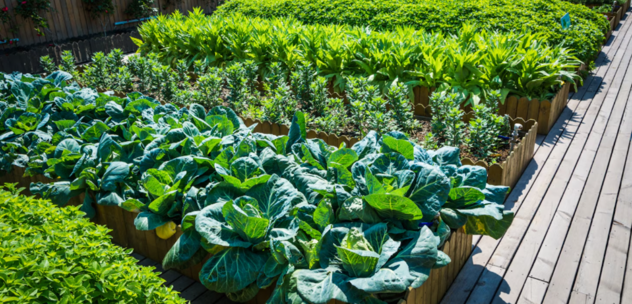Vegega Raised Garden Beds Review for Easy Gardening